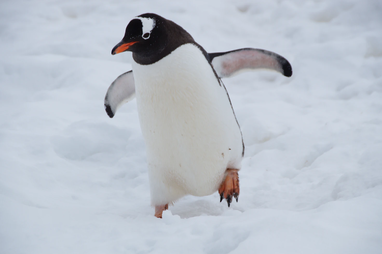 Penguins can’t fly; and they don’t live in Whitby!