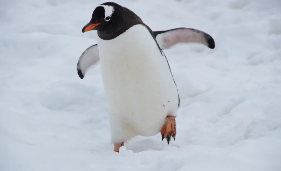 penguin