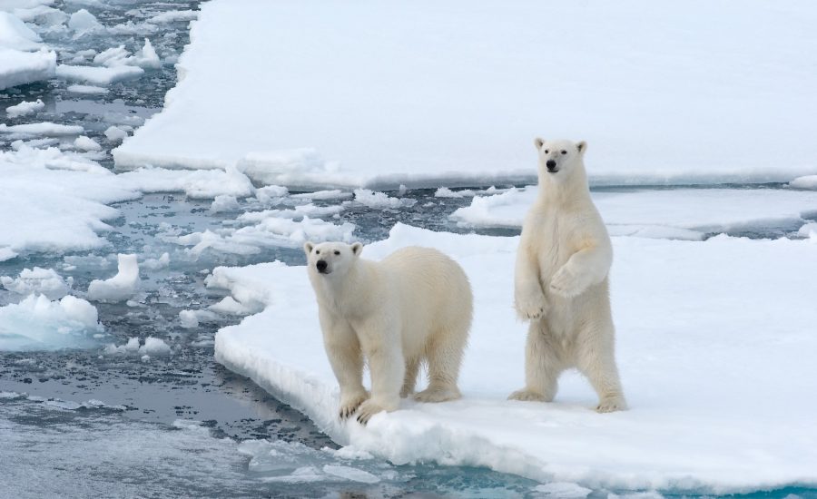 polar bears